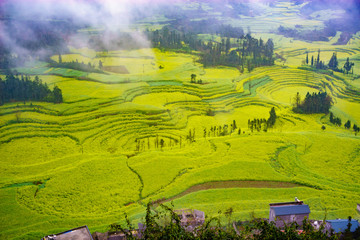 Canola field on plantation spiral with morning fog in Luoping, China. - 163306556