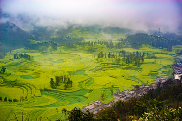 Canola field on plantation spiral with morning fog in Luoping, China. - 163306573