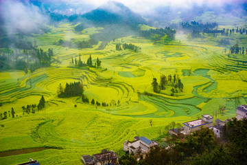 Canola field on plantation spiral with morning fog in Luoping, China. - 163306580
