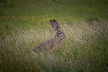 rabbit