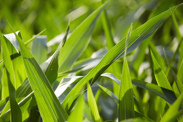 Corn fields in summer, Amish Country, Lancaster County, Pennsylvania, USA