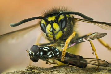 Focus Stacking - Common Wasp, Wasp with prey