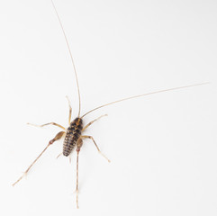 Large Camel Cricket on a White Background