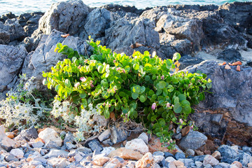 a wild caper bush grown on the rocks of mediterranean coast