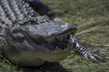 Fototapeta premium Alligator