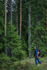 Hiker exploring forest, Karelian pine forest, Scandinavia  travel destination.