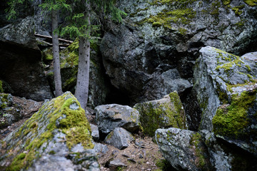 Moss covered trees rocks in Karelian pine forest, Scandinavia.