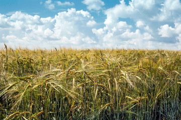 the field of wheat against the background of clouds and the blue sky
