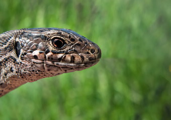 lizard the head in a profile on a green background
