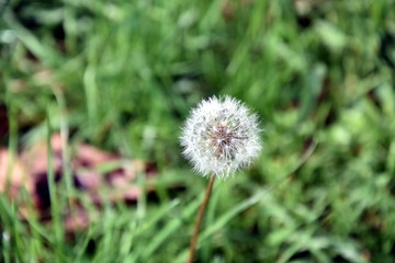 Dandelion fluff. Dandelion tranquil abstract closeup art background. dandelion air white beautiful meadow flower