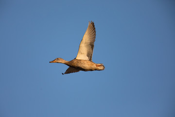 Mallard against the sky, seen in the wild in a North California marsh