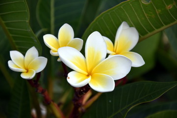 White frangipani tropical flower blooming on tree. Plumeria spa flower. Beautiful sweet yellow pink orange and white flower and fresh green leaves.