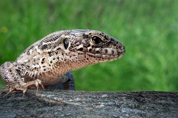 lizard the head in a profile on a green background
