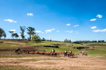 Fototapeta na wymiar Gauchos (South American cowboys) collect the herd and drive it into the corral. Gaucho is a resident o the South American pampas