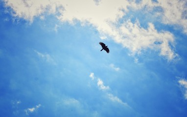 Bird Silhouette Flying High In The Cloudy Blue Sky
