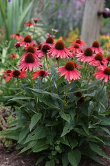 Echinacea "Glowing Dream" Coneflower