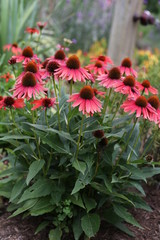 Echinacea 