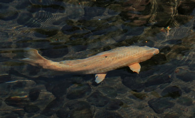 Koi fish in the pond in Magelang Regency, Indonesia.