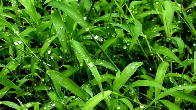 雨に濡れる笹の葉