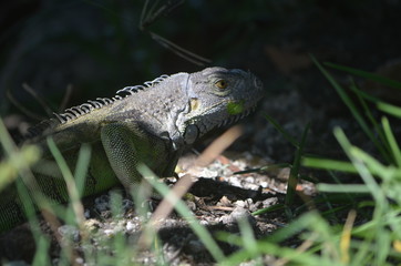 Close-up of an iguana nesting on the Venetia Causeway near Miami Beach,Florida