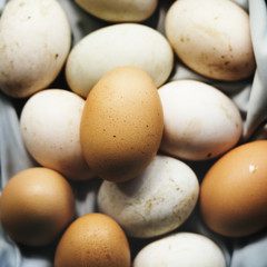 Closeup of fresh organic various eggs