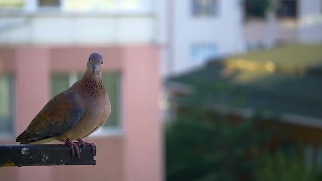 Mourning doves are well known because they often choose to build their nests even on the balconies of high rise apartment buildings. Mourning dove on the balcony of high rise apartment building