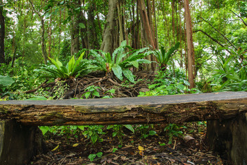Old wooden bench in the garden