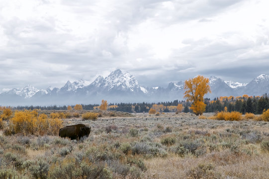 A lone bison (Bison bison) with the Tetons in the background