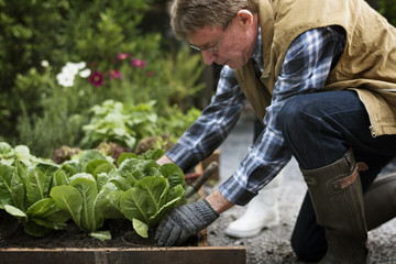 Senior adult picking vegetable from backyard garden