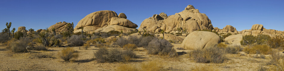 Joshua Trees (Yucca brevifolia) and granite formations, Joshua Tree NP, California, USA