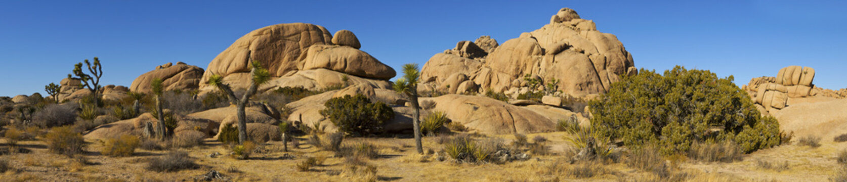 Joshua Trees (Yucca brevifolia) and granite formations, Joshua Tree NP, California, USA