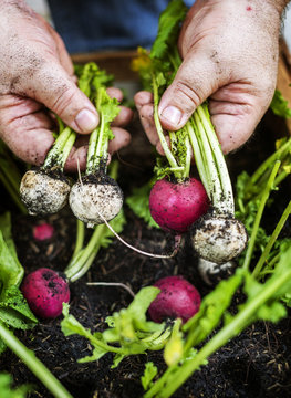 Closeup of hand holding beets