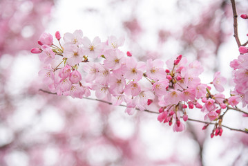 close up of Japanese cherry blossom or Pink Sakura flower, nature spring season concepts