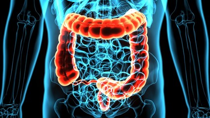 3d illustration of human body colon anatomy