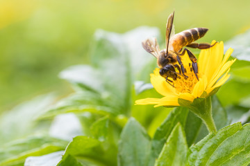 A beautiful bee on yellow flower with Nature background