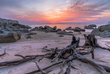 Long exposure on the rotten branches at the beach at sunrise.