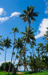 Tropical landscape with palm tree.