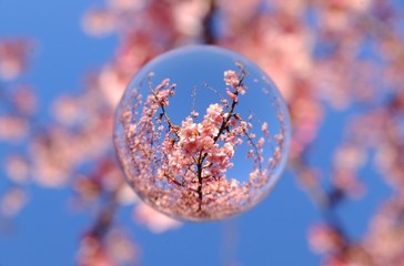 早春の河津桜