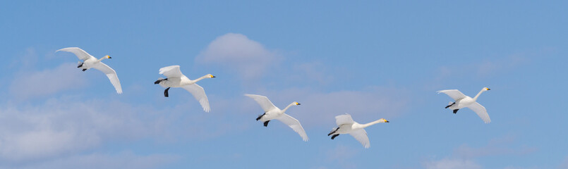 whooper swans flying in row with blue sky background in eastern hokkaido, japan