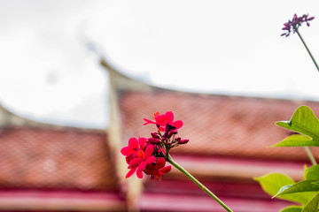 Red flower with Thai temple church