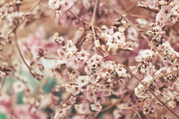 Dry flowers