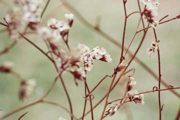 Dry flowers