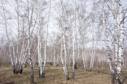Fototapeta birch forest