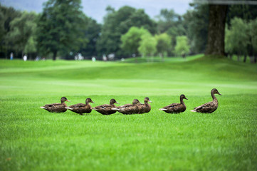 ゴルフコースを横断するかるがもの親子