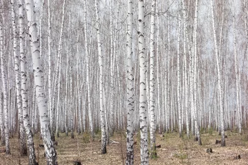 Fotobehang birch forest © rufar
