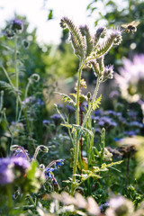 Color field in summer countryside, wild flowers