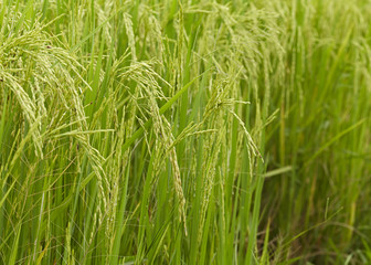 Fototapeta na wymiar Close-up of riceplant