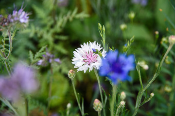 purple wild flowers on meadow, detail 
