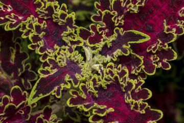 Solenostemon scutellarioides leaves on a garden