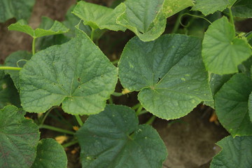 Cucumber leaves 